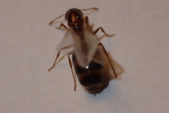 Solenopsis
