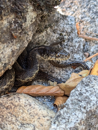 iNaturalist observation photo of Sierra Garter Snake