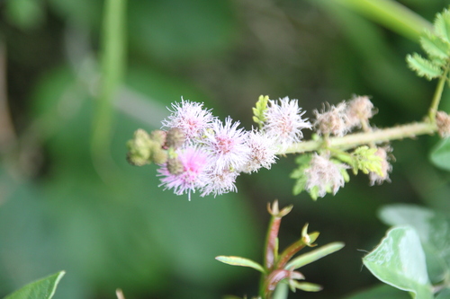 Image of Mimosa diplotricha by (c) Matteo Bellucci, some rights reserved (CC BY)
