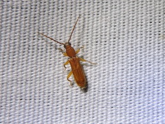 Smodicum cucujiforme