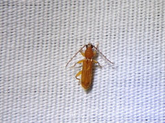 Smodicum cucujiforme