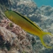 Green Canary Blenny