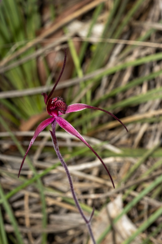 elegant spider-orchid (Caladenia formosa)