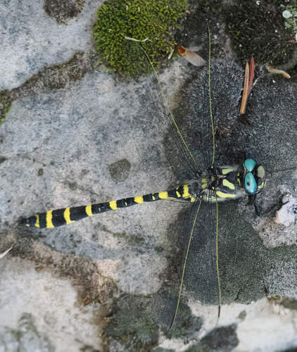 Apache Spiketail photo 4