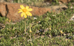 Arnica griscomii