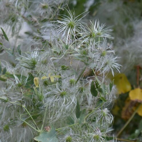 Oriental virginsbower (Clematis orientalis)