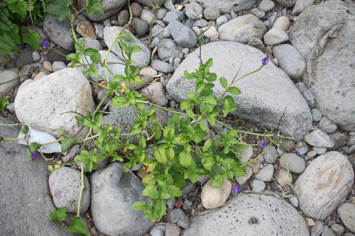 Image of Stachytarpheta urticifolia by (c) Matteo Bellucci, some rights reserved (CC BY)