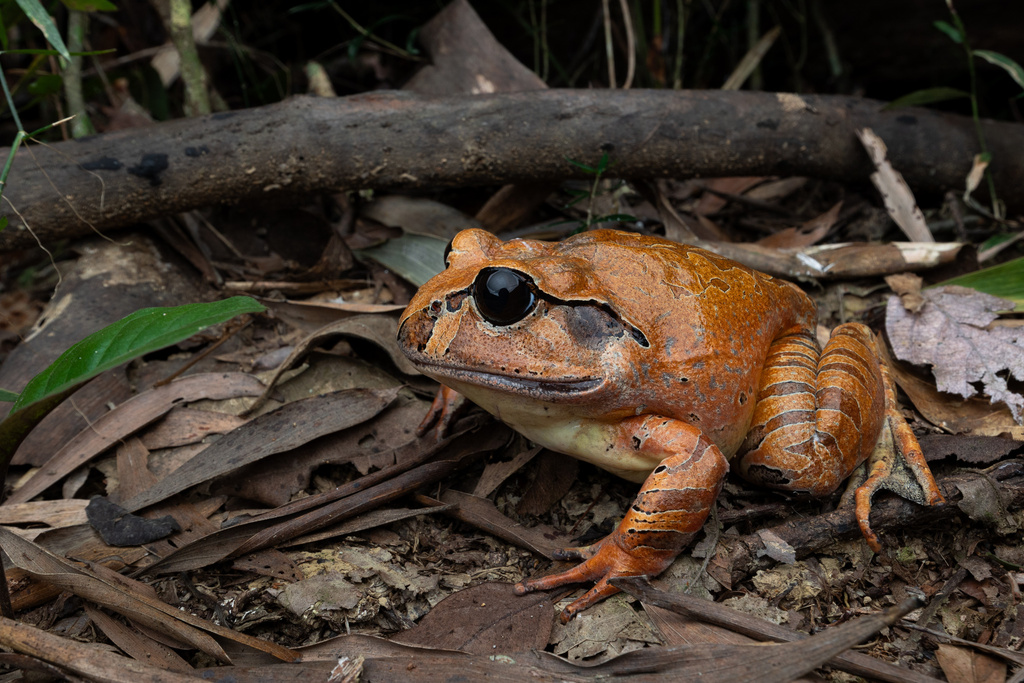 Cogger's Frog
