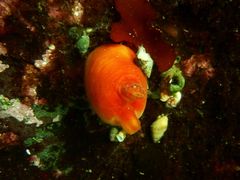 Halocynthia aurantium