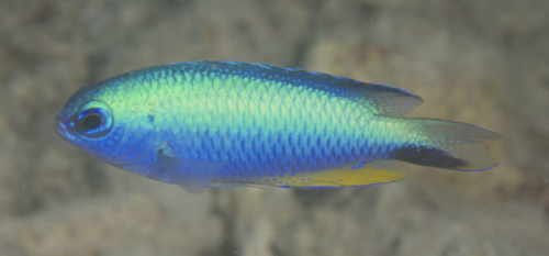 Andaman damsel (Pomacentrus alleni) — Pomacentridae — 5