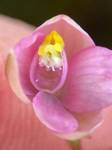 Image of Thelymitra carnea by (c) Michael Berardozzi, some rights reserved (CC BY)