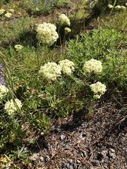 Eriogonum heracleoides