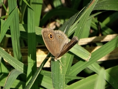 Brakefieldia perspicua perspicua
