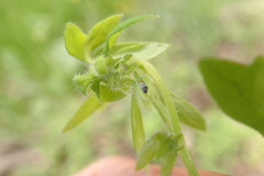 Nemophila breviflora