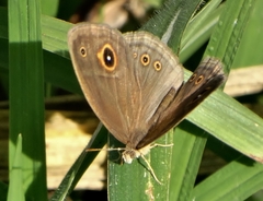 Brakefieldia perspicua perspicua