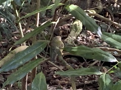 Tregellasia capito capito