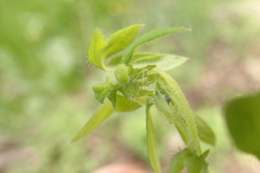 Nemophila breviflora