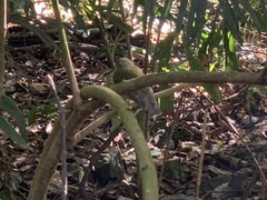 Tregellasia capito capito