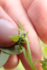 Nemophila breviflora