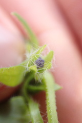 Nemophila breviflora