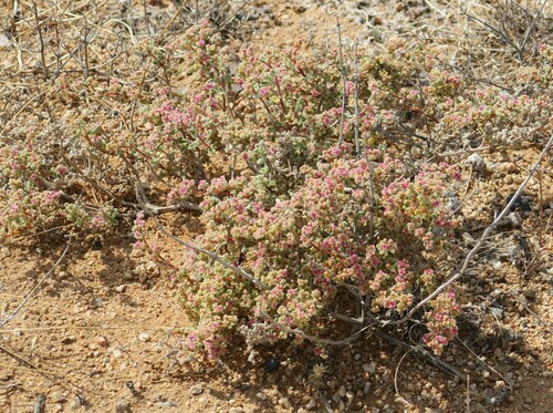Image of Aizoon papulosum by no rights reserved