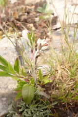 Antennaria rosea