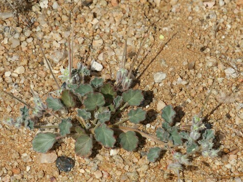 Monsonia deserticola