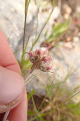Antennaria rosea