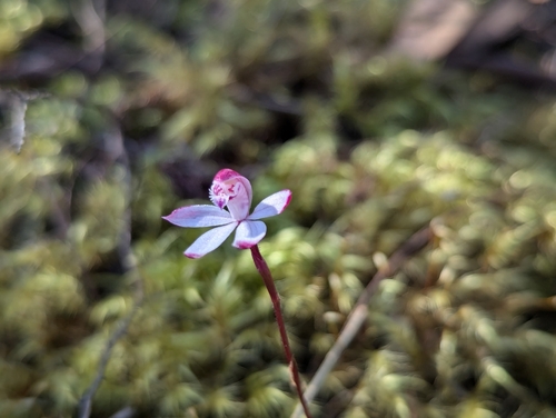 Image of Caladenia cracens by no rights reserved