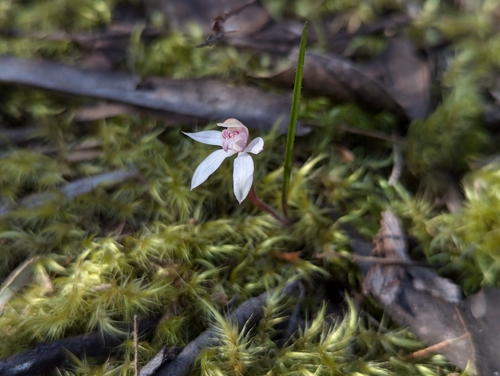 Image of Caladenia cracens by no rights reserved