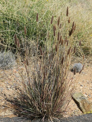 Image of Fingerhuthia africana by no rights reserved