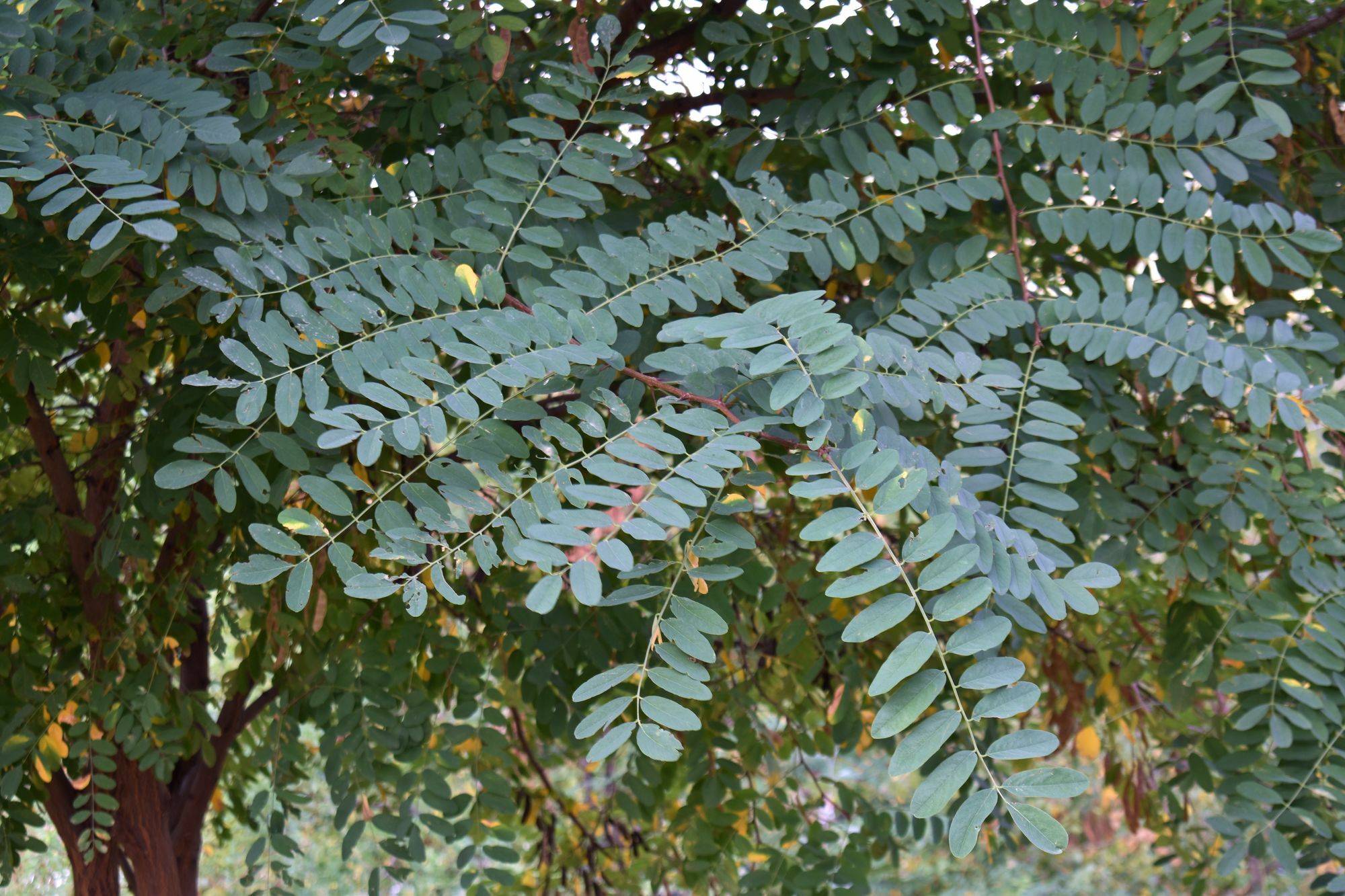 Idaho Locust (Robinia ×)