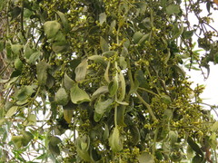 Phoradendron leucarpum tomentosum