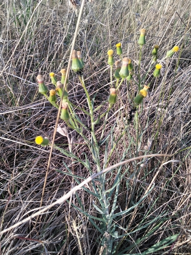 fluffy groundsel (Senecio macrocarpus)