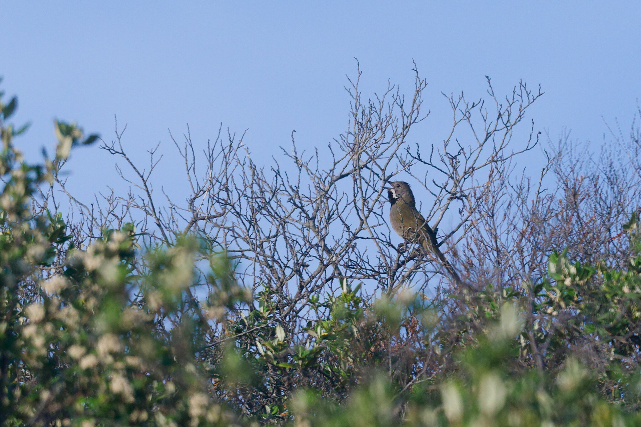 Western Whipbird illustration