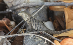 Cyclura nubila