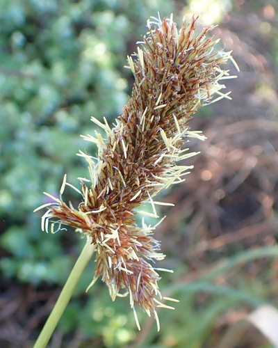 Image of Cyperus thunbergii by (c) Nicola van Berkel, some rights reserved (CC BY-SA)