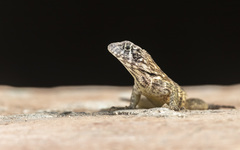 Leiocephalus carinatus