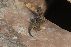 Leiocephalus carinatus