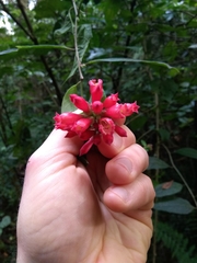 Cestrum fasciculatum
