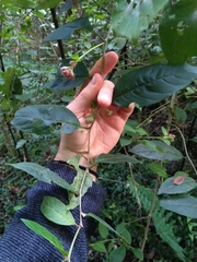 Cestrum fasciculatum