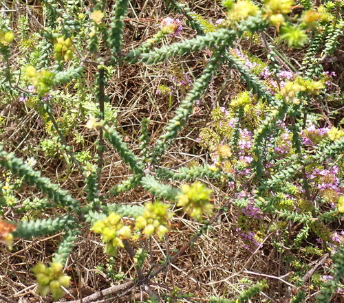 Image of Agathosma apiculata by (c) Nicola van Berkel, some rights reserved (CC BY-SA)