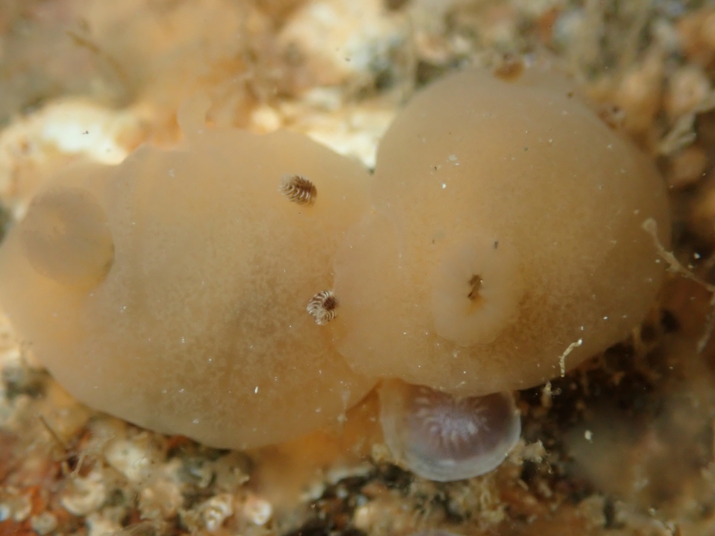 Hallaxa gilva