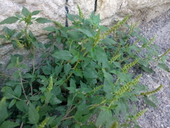Amaranthus retroflexus