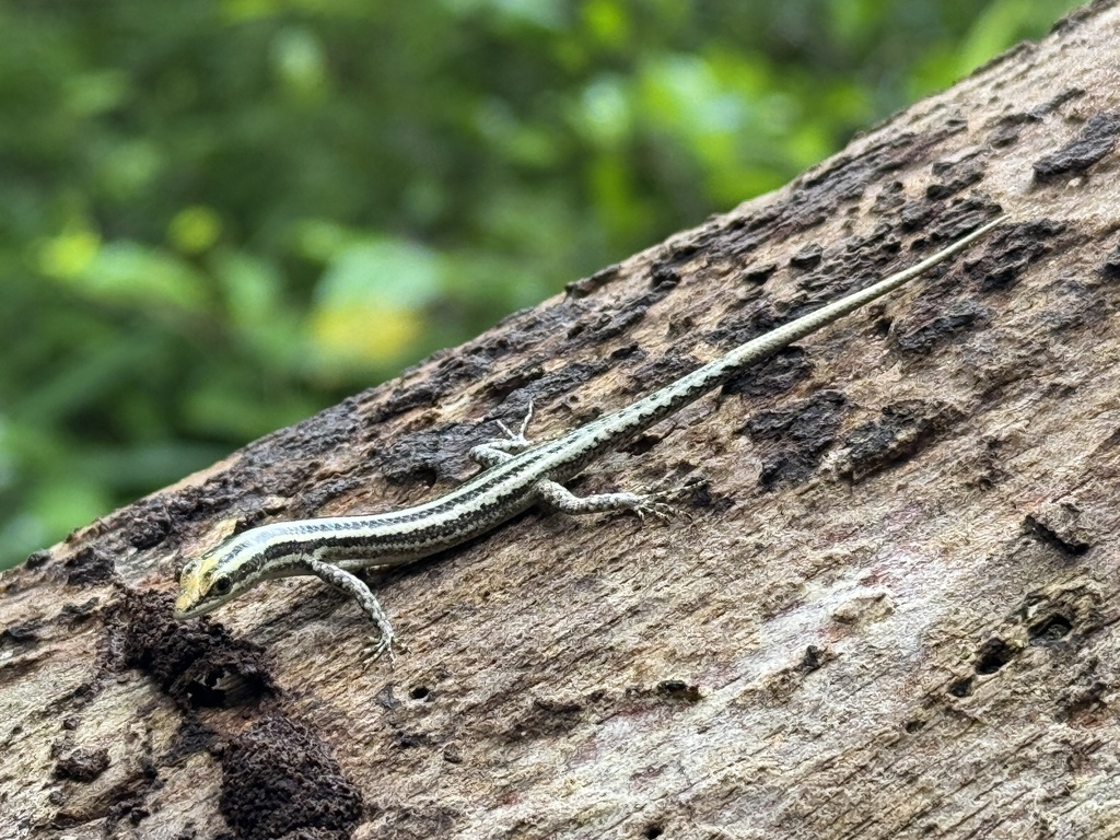 Cryptoblepharus keiensis (Cryptoblepharus keiensis)