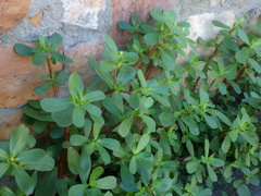 Portulaca oleracea