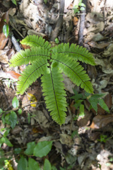Adiantum tetraphyllum