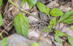 Anolis mestrei