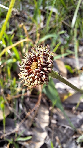 Image of Lagenophora gunniana by no rights reserved