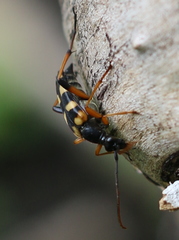 Strangalia attenuata